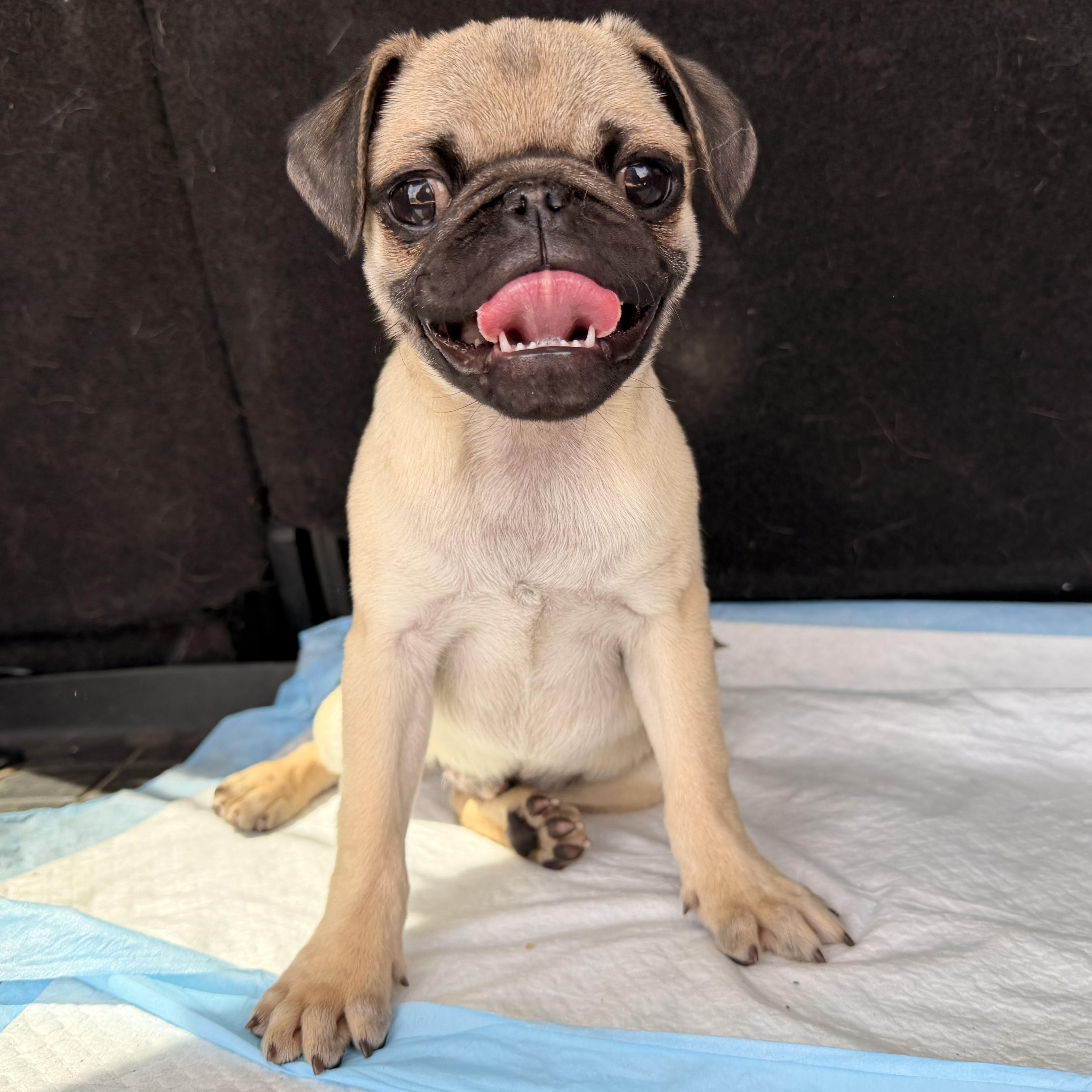 Enlarge Bubba , a ADOPTABLE Pug in ontario, CA image 5/5
