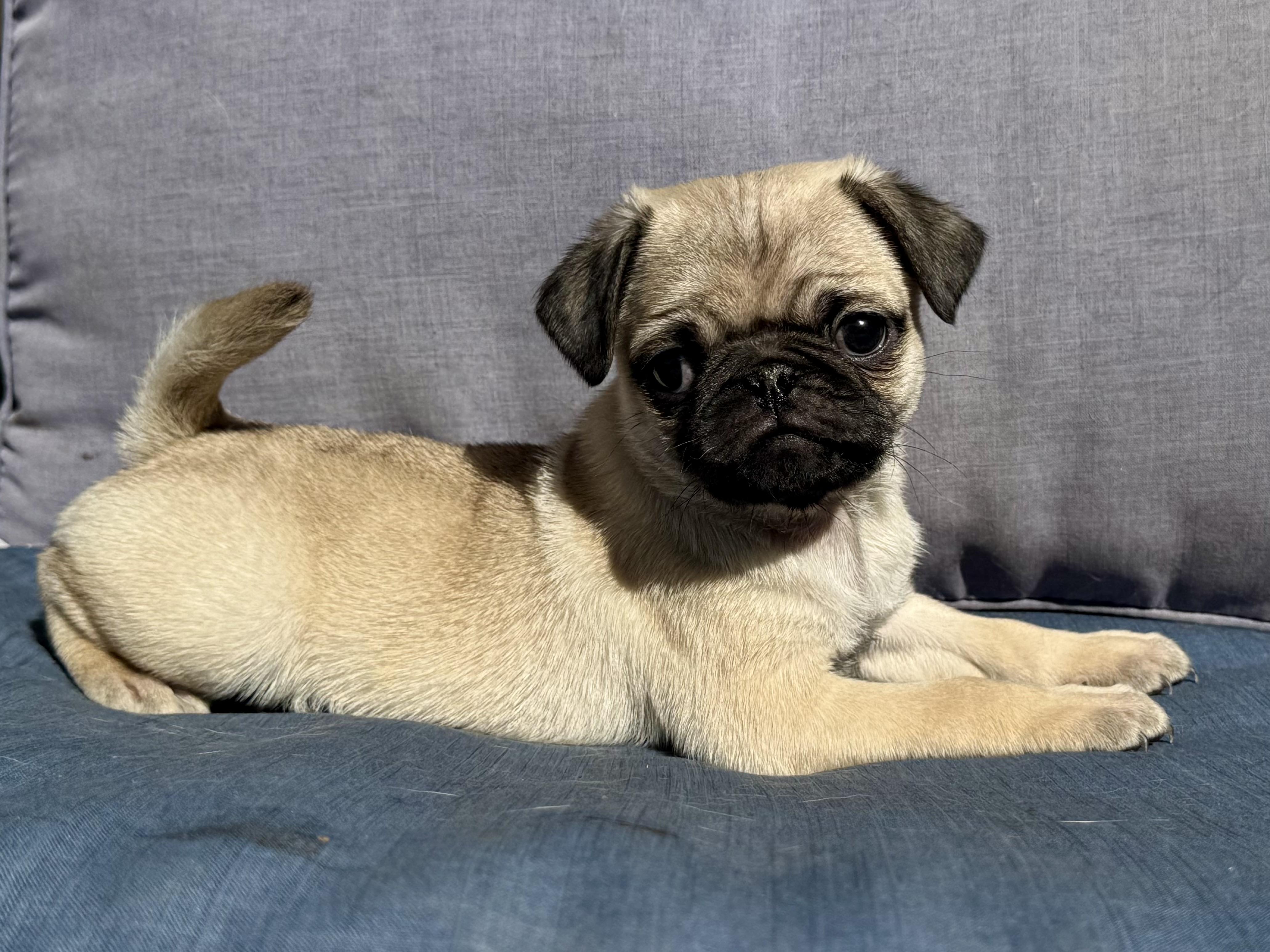 Bubba , a ADOPTABLE Pug in ontario, CA image 4/4