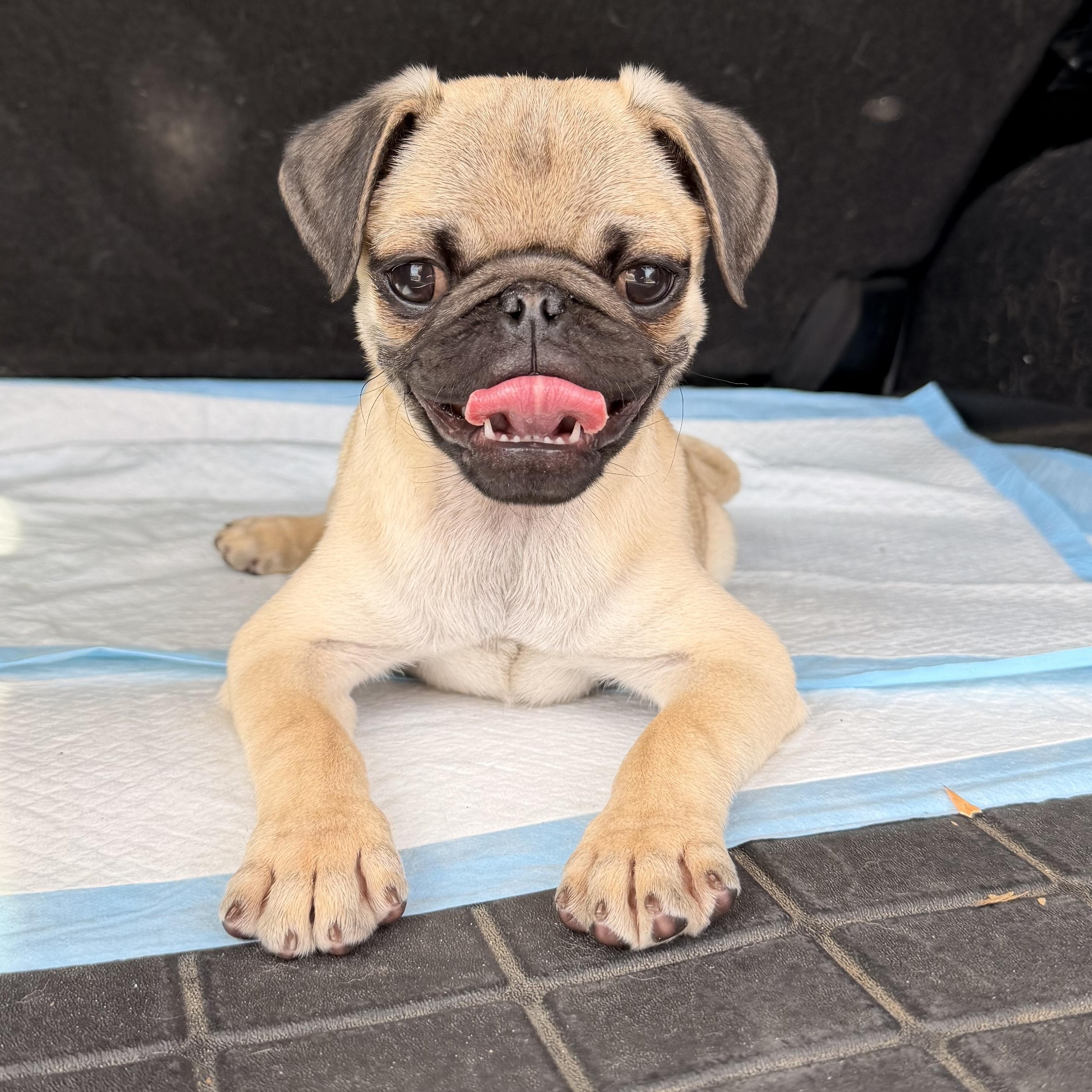 Enlarge Bubba , a ADOPTABLE Pug in ontario, CA image 3/5