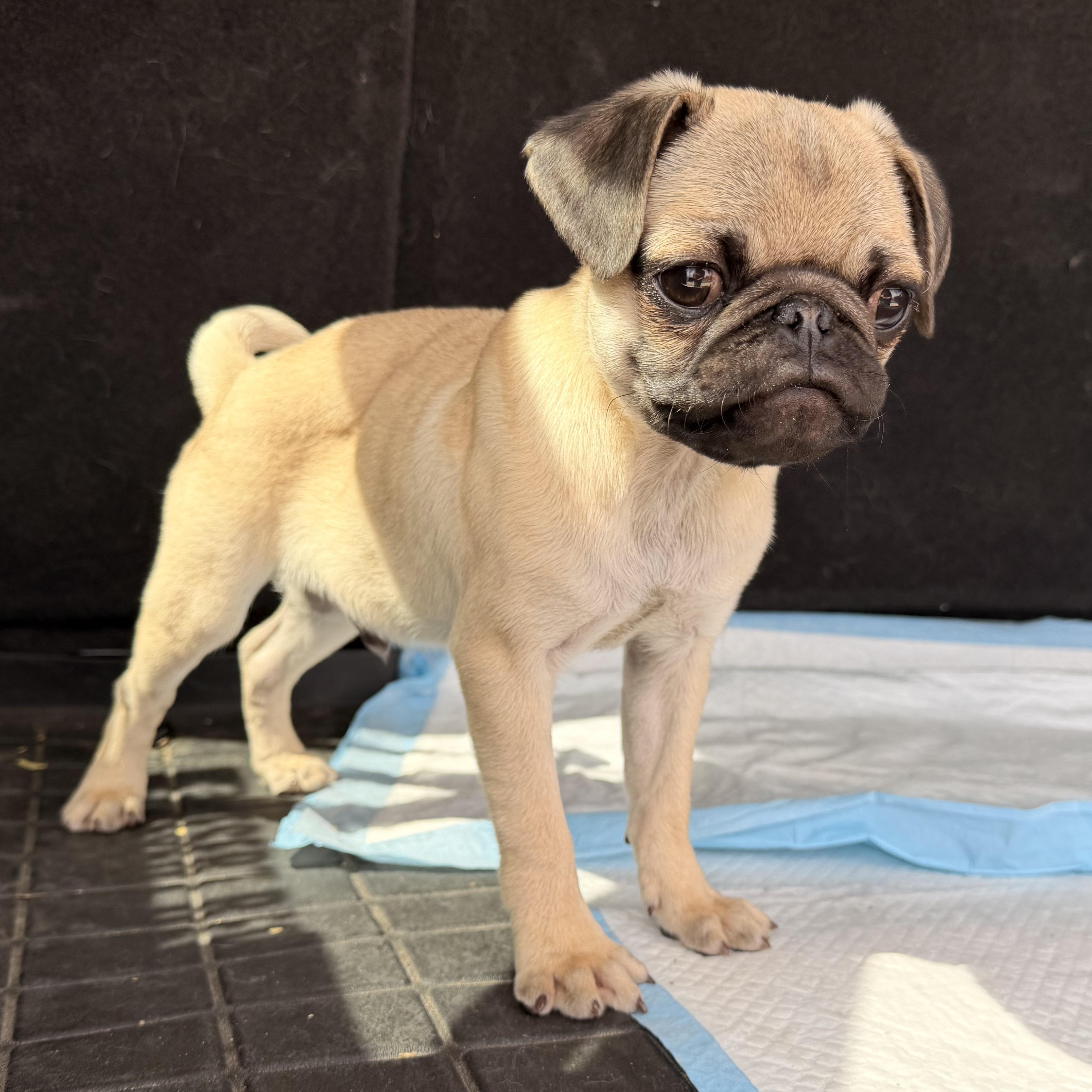 Enlarge Bubba , a ADOPTABLE Pug in ontario, CA image 1/5