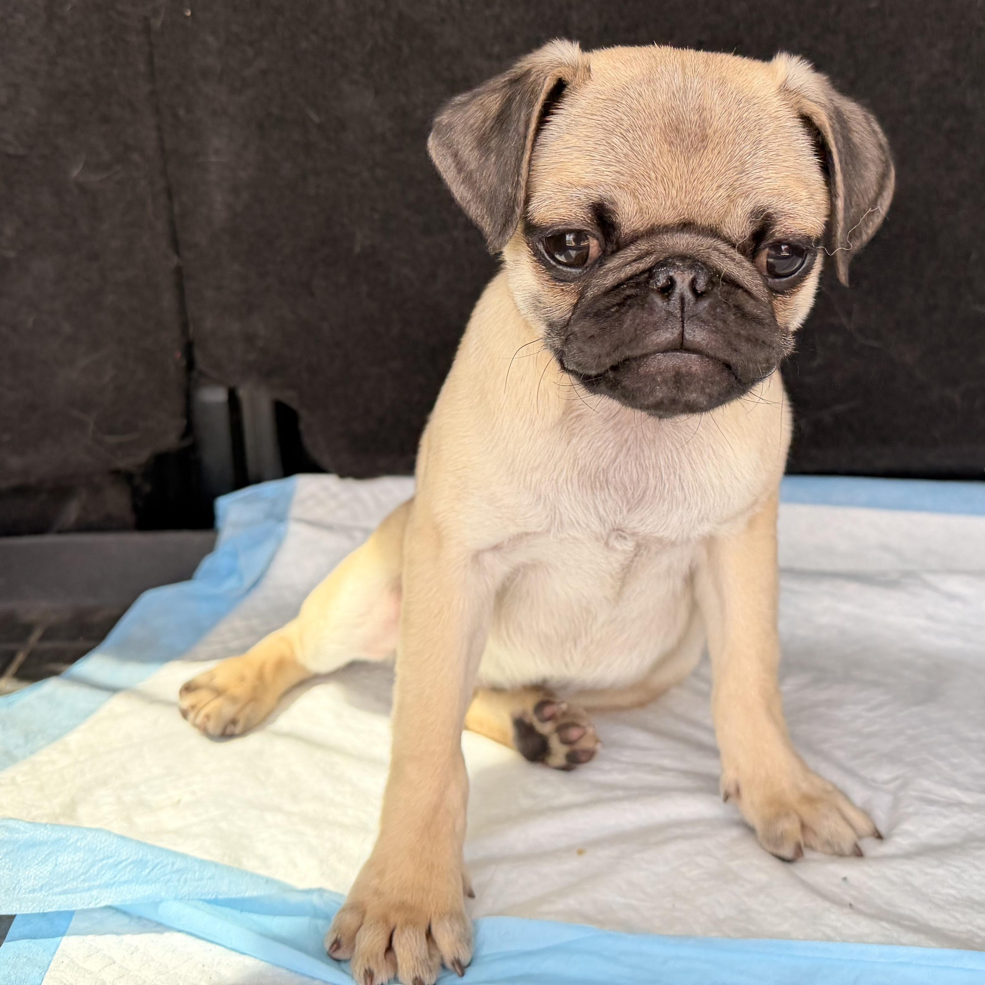 Enlarge Bubba , a ADOPTABLE Pug in ontario, CA image 2/5