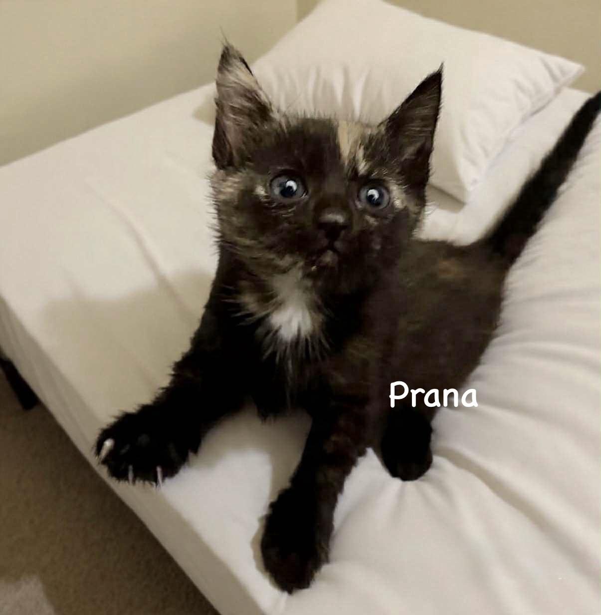 Prana, Adoptable, Kitten Female Tortoiseshell & Domestic Medium Hair.