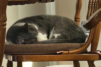 Enlarge Pip (bonded with Ollie), a Adoptable Domestic Short Hair in Oakland, CA image 1/3