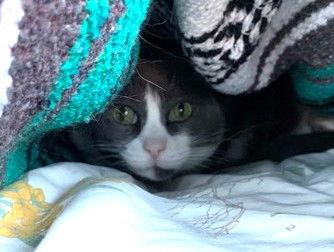 Enlarge Pip (bonded with Ollie), a Adoptable Domestic Short Hair in Oakland, CA image 3/3