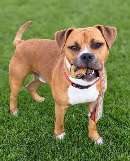 Tucker, a Adoptable mixed breed in Baraboo, WI image 1/3