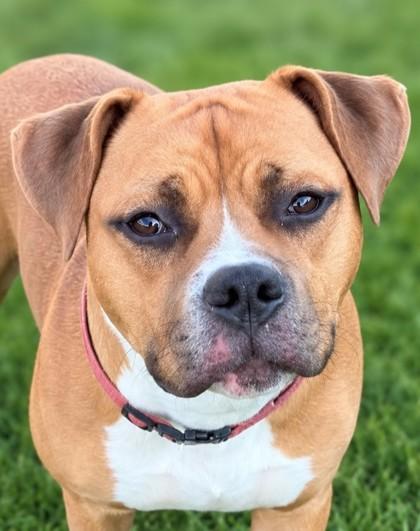 Tucker, a Adoptable mixed breed in Baraboo, WI image 2/3