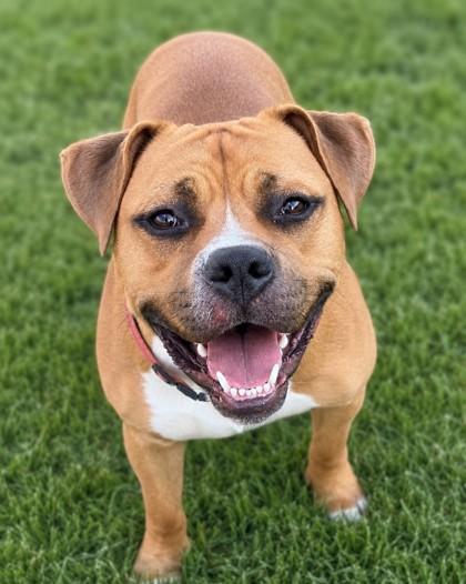 Tucker, a Adoptable mixed breed in Baraboo, WI image 3/3