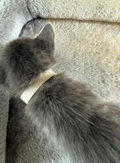 Enlarge Bo Peep, a Adoptable mixed breed in Lawrenceville, GA image 2/2