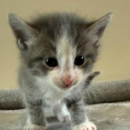 Bo Peep, Adoptable, Kitten Female Domestic Short Hair & Domestic Short Hair.