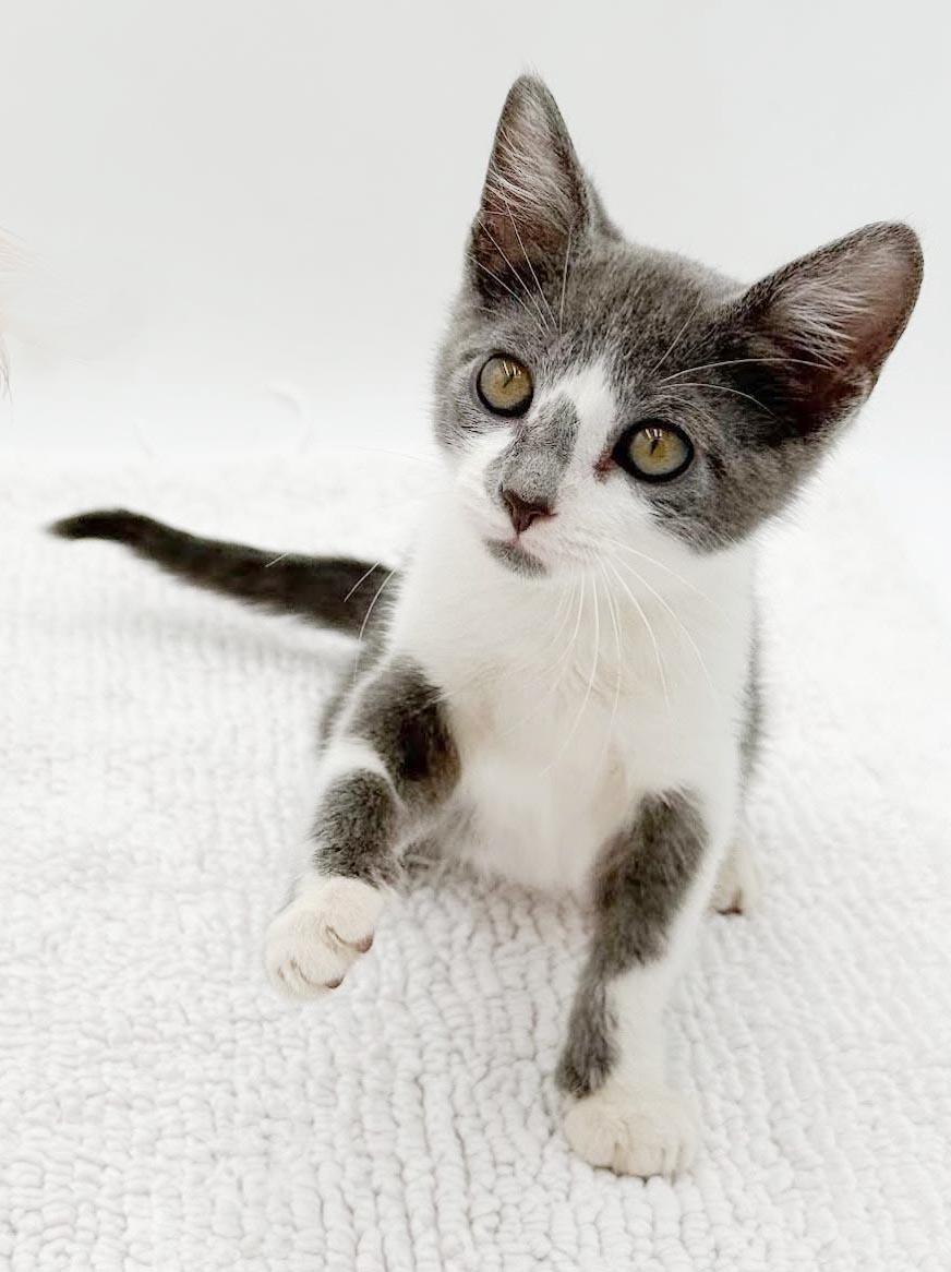 Gary is simply the GREATEST, a Adoptable mixed breed in Bedford Hills, NY image 2/6