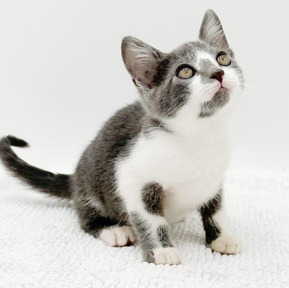 Gary is simply the GREATEST, a Adoptable mixed breed in Bedford Hills, NY image 6/6