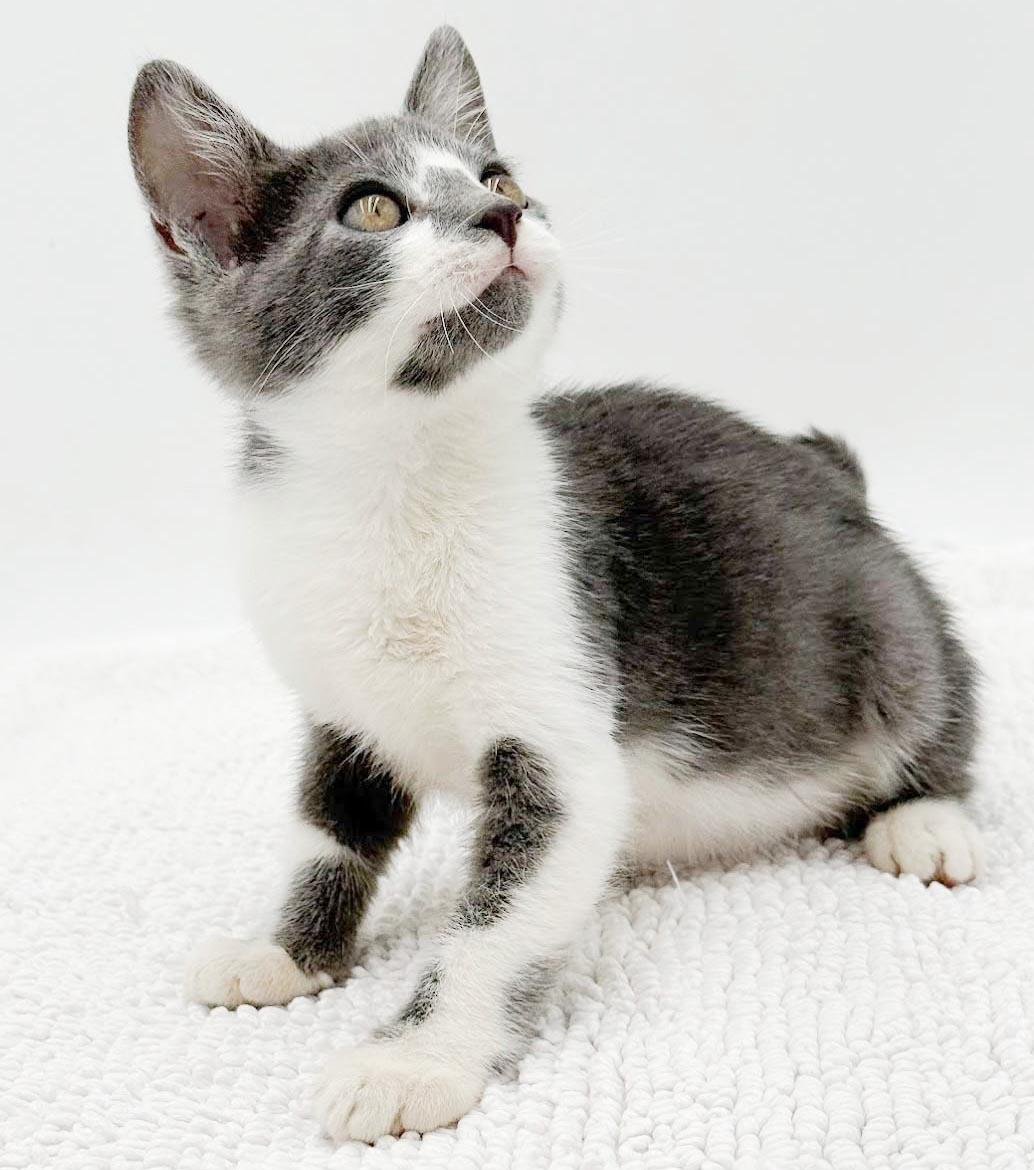Gary is simply the GREATEST, a Adoptable mixed breed in Bedford Hills, NY image 4/6
