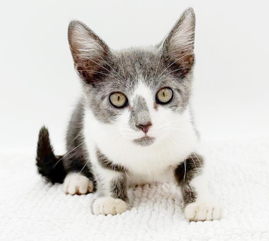 Gary is simply the GREATEST, a Adoptable mixed breed in Bedford Hills, NY image 1/6
