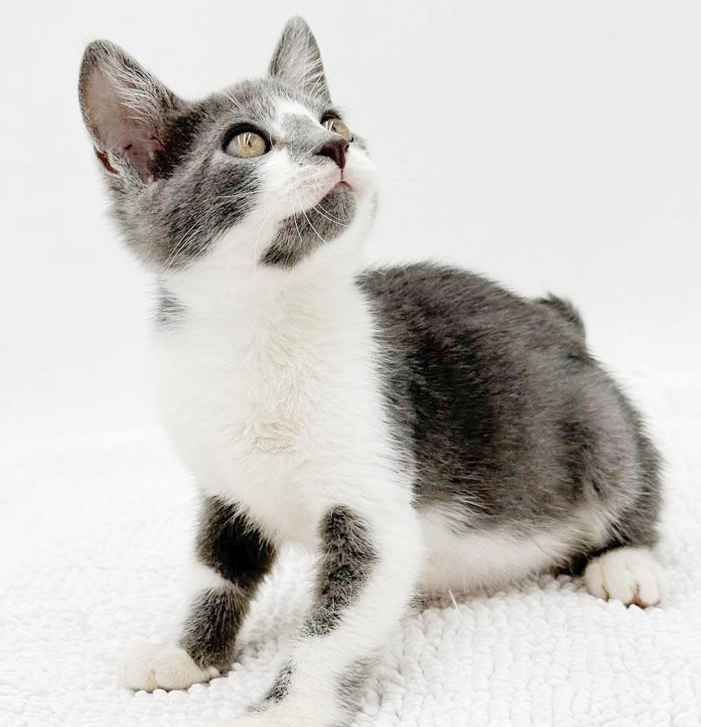 Gary is simply the GREATEST, a Adoptable mixed breed in Bedford Hills, NY image 3/6
