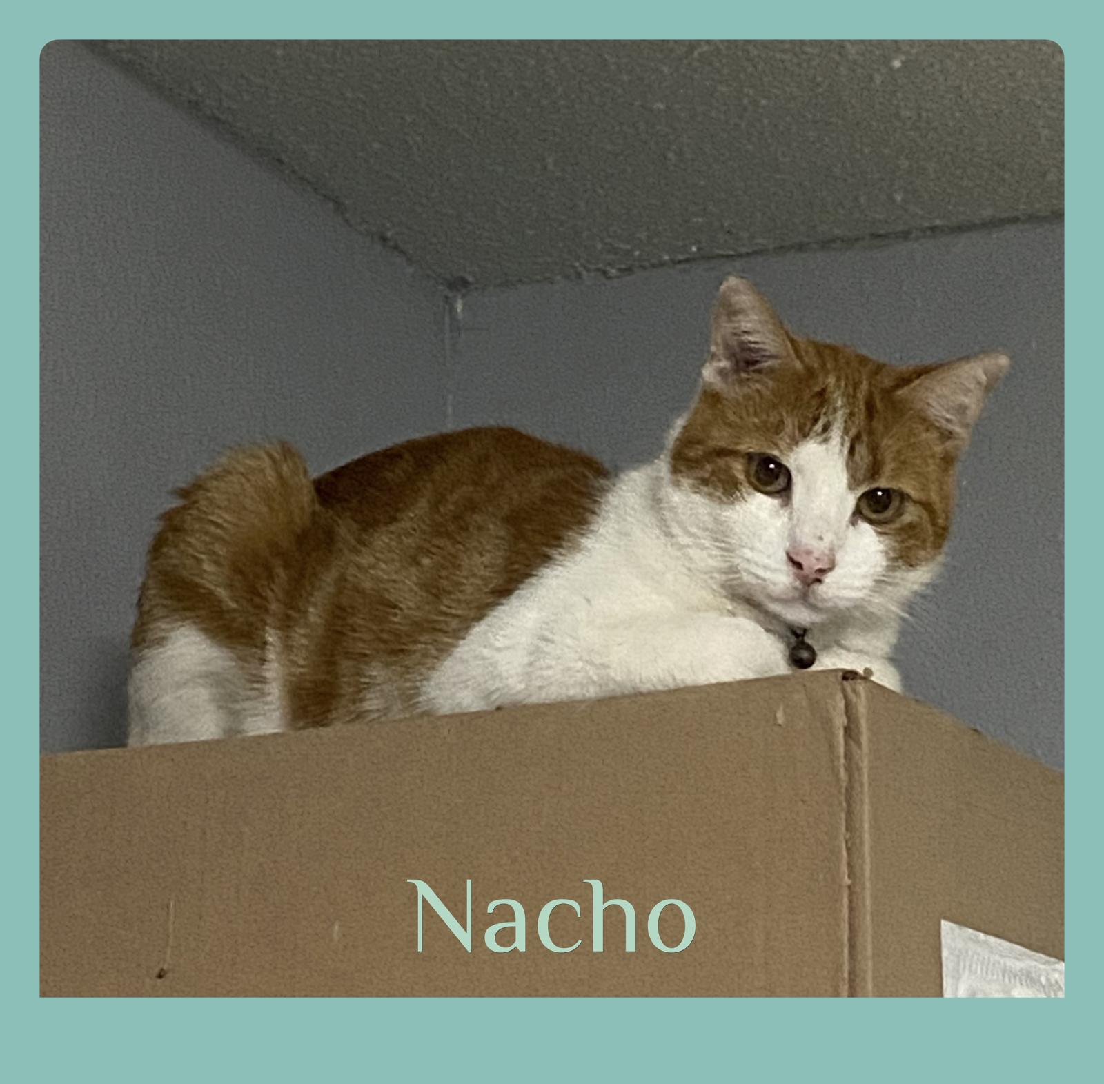 NACHO, Adoptable, Adult Male Tabby.