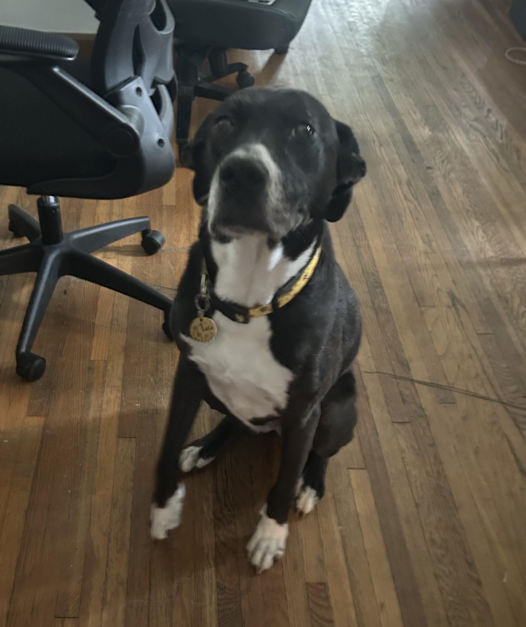 Enlarge Lola, a ADOPTABLE mixed breed in Brunswick, OH image 5/5