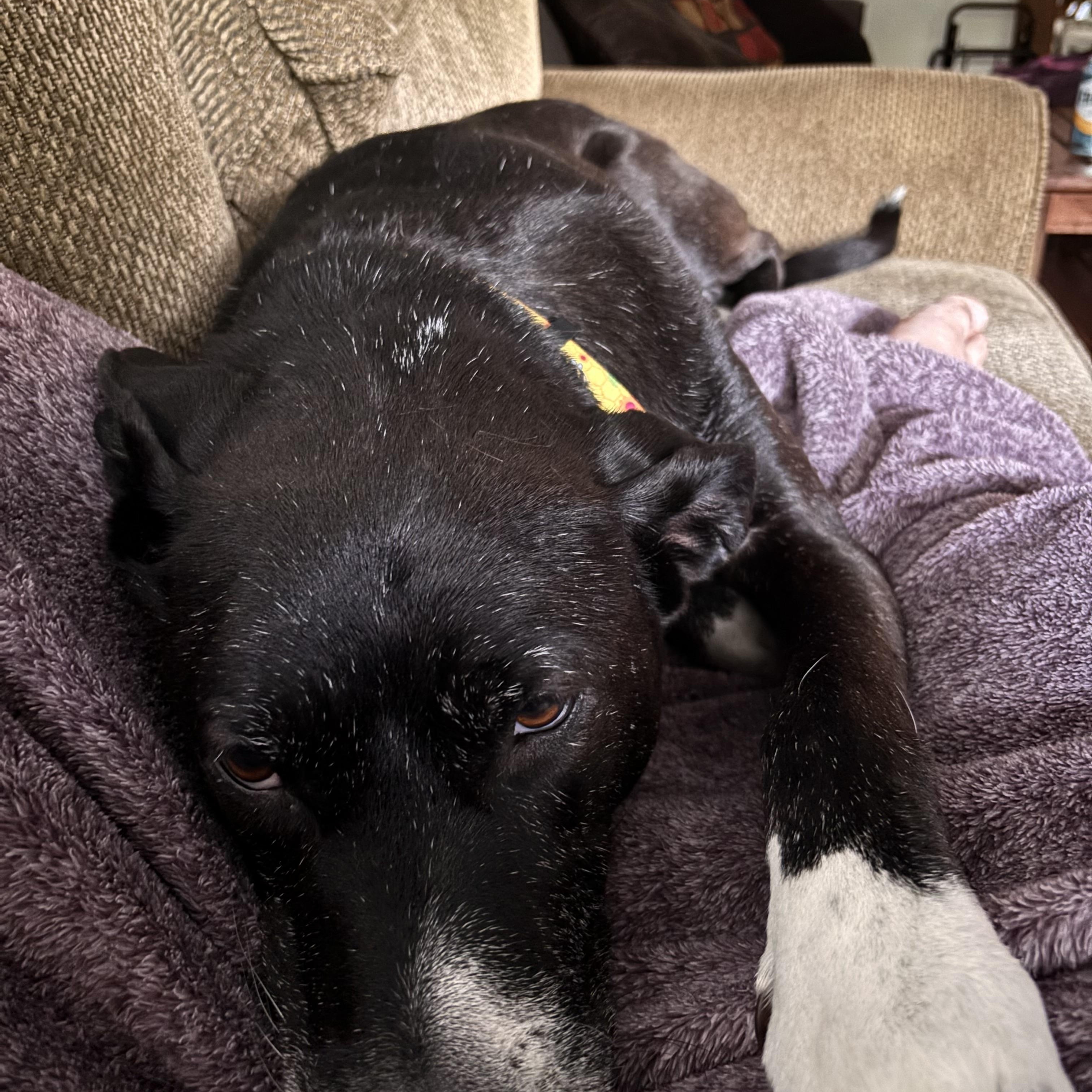 Enlarge Lola, a ADOPTABLE mixed breed in Brunswick, OH image 4/5