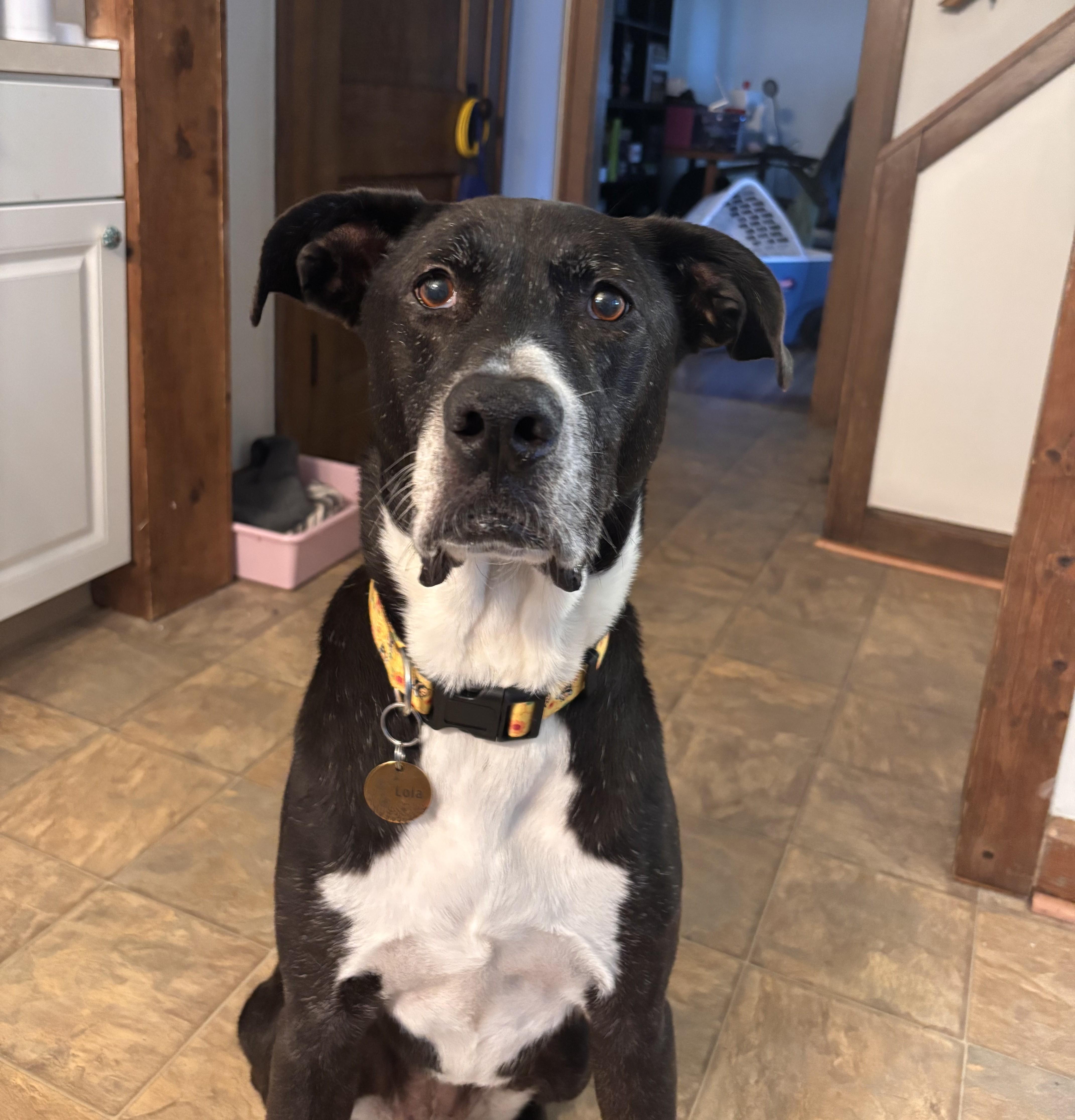 Enlarge Lola, a ADOPTABLE mixed breed in Brunswick, OH image 2/5