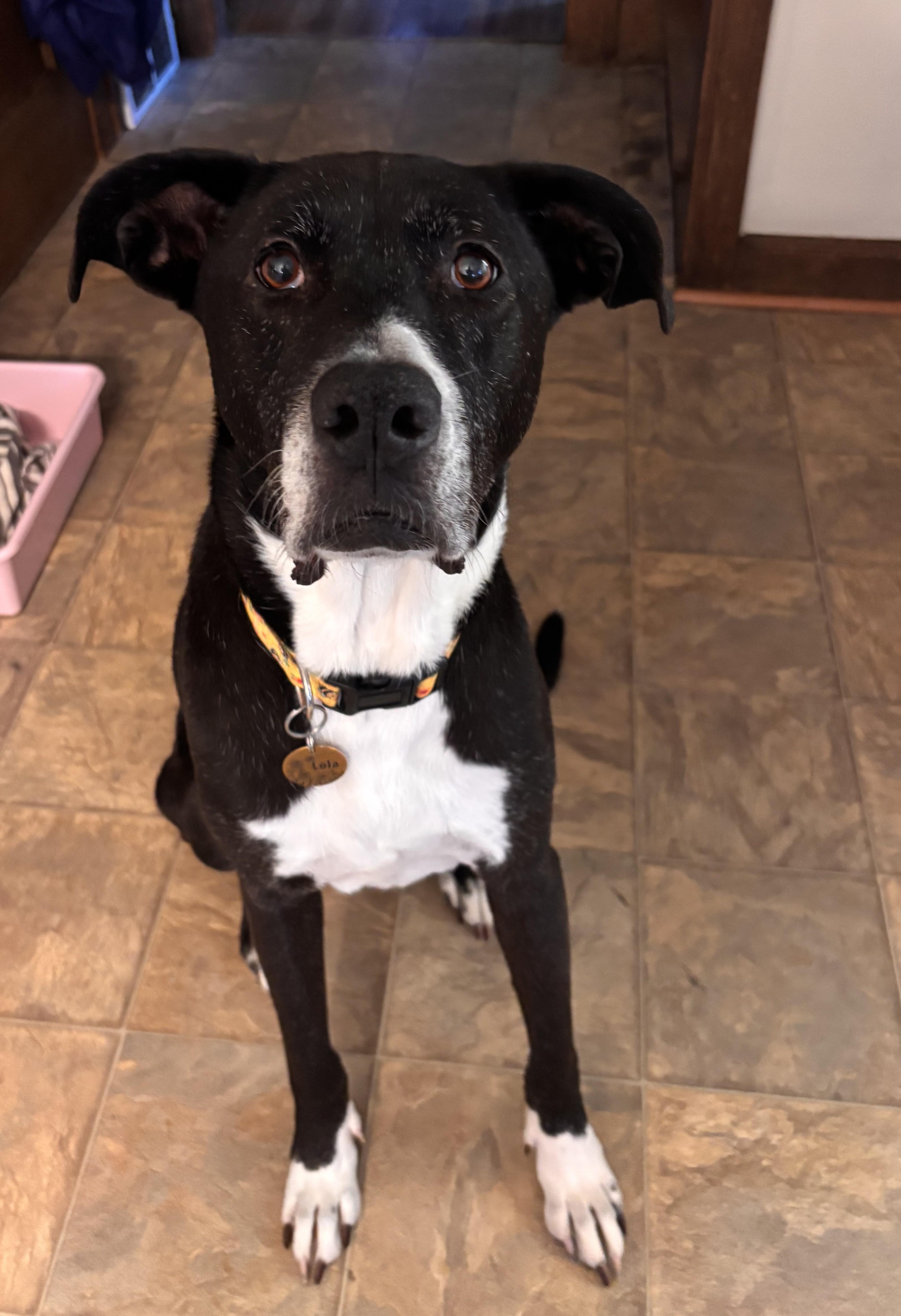 Enlarge Lola, a ADOPTABLE mixed breed in Brunswick, OH image 1/5