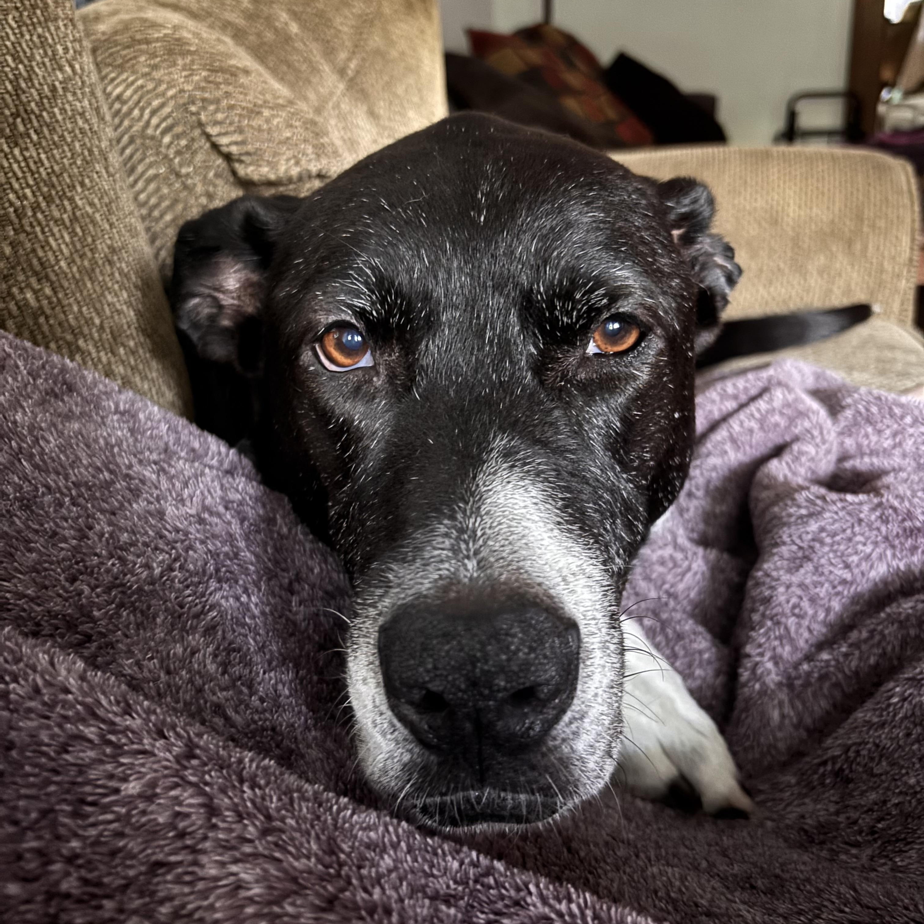 Enlarge Lola, a ADOPTABLE mixed breed in Brunswick, OH image 3/5