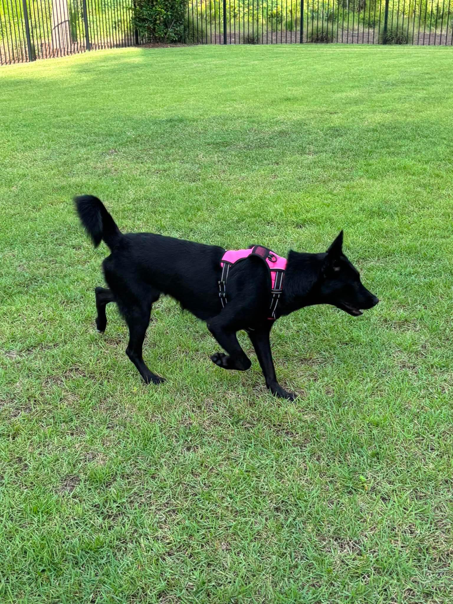 Ellie, a ADOPTABLE mixed breed in Wando, SC image 5/6