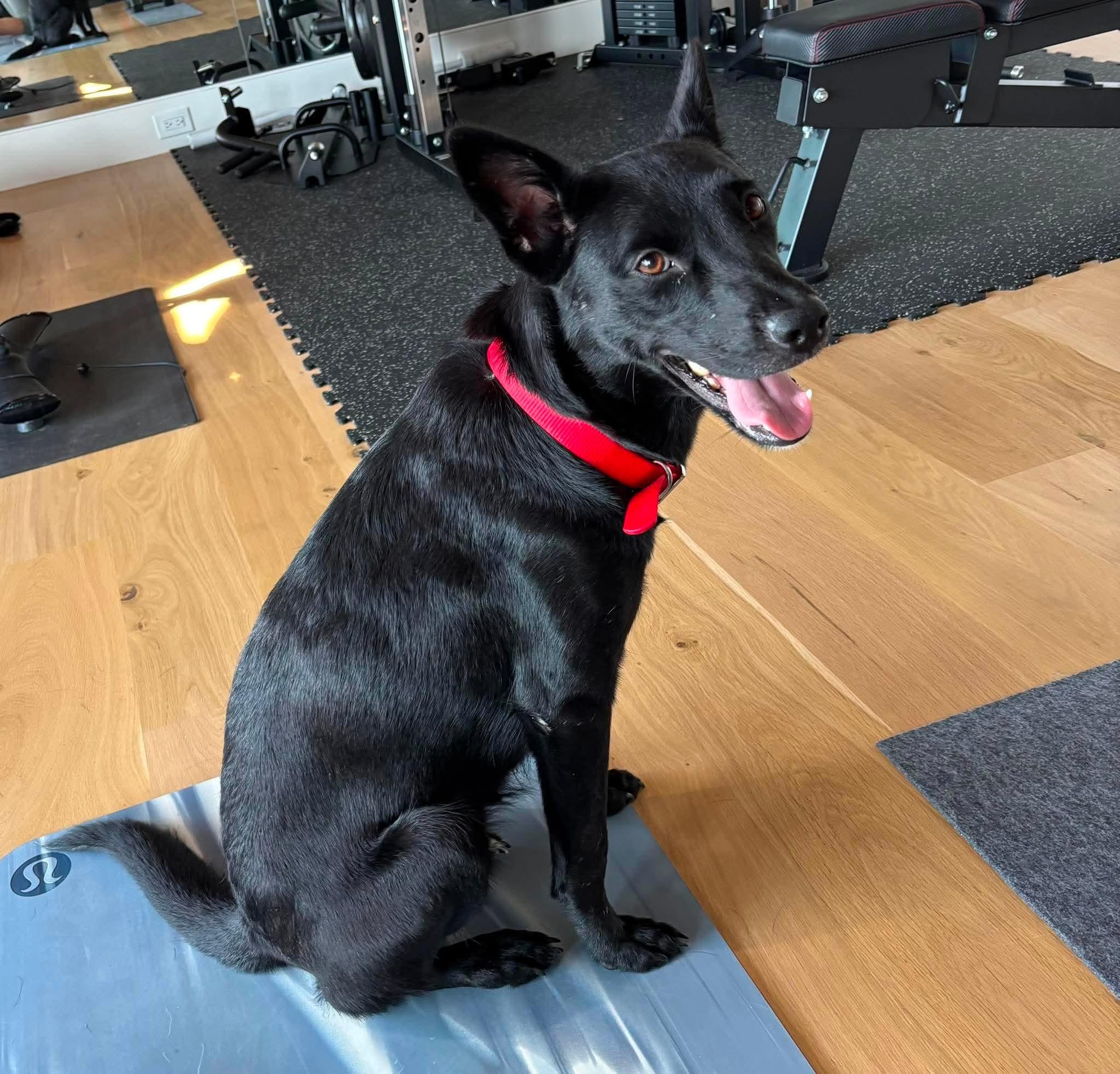 Ellie, ADOPTABLE, Young Female Shepherd & Black Labrador Retriever.