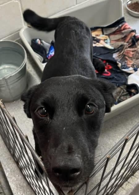 Ellie, a ADOPTABLE mixed breed in Wando, SC image 3/6
