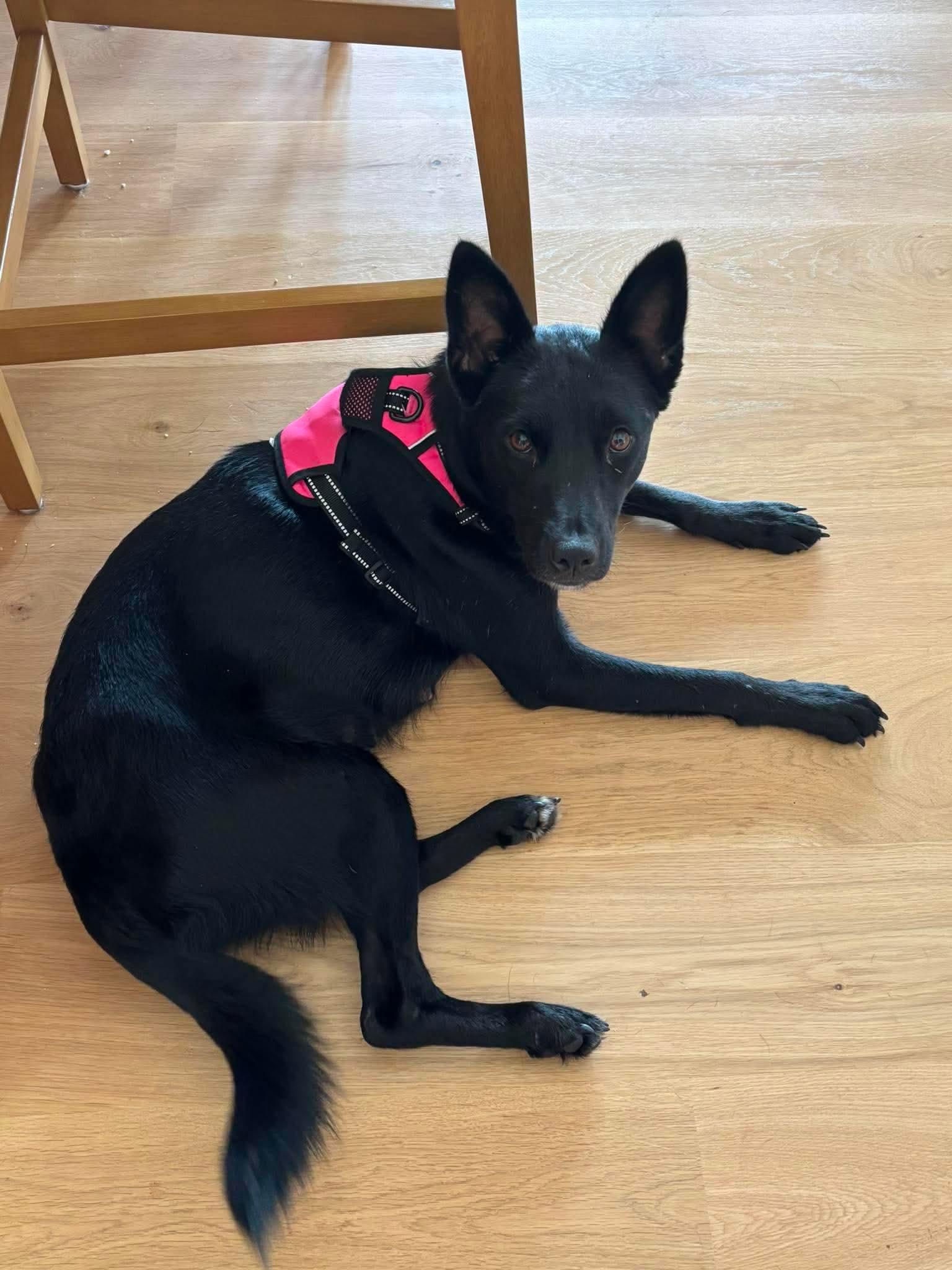 Ellie, a ADOPTABLE mixed breed in Wando, SC image 2/6