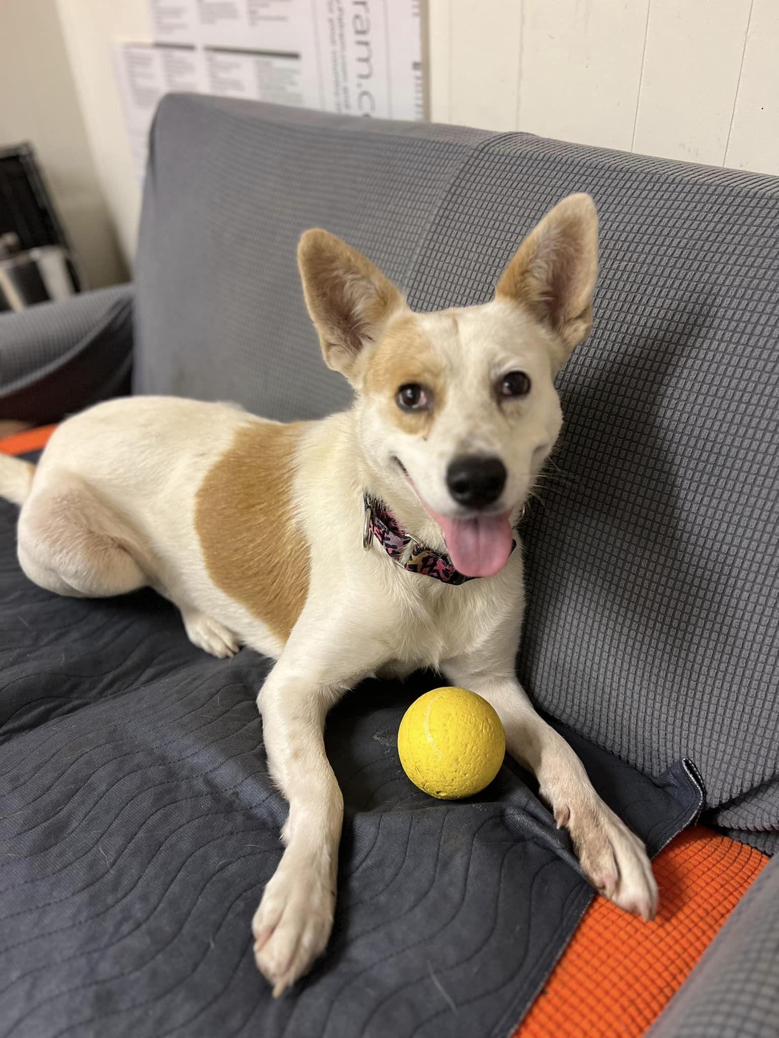 Enlarge "Gypsy", a ADOPTABLE Cattle Dog in Kerrville, TX image 1/3