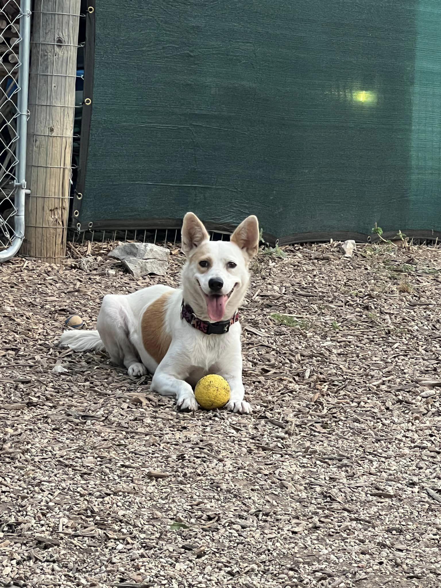 Enlarge "Gypsy", a ADOPTABLE Cattle Dog in Kerrville, TX image 3/3