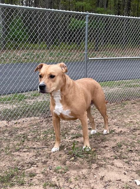 Enlarge Luna 2, a ADOPTABLE mixed breed in Prudenville, MI image 1/1