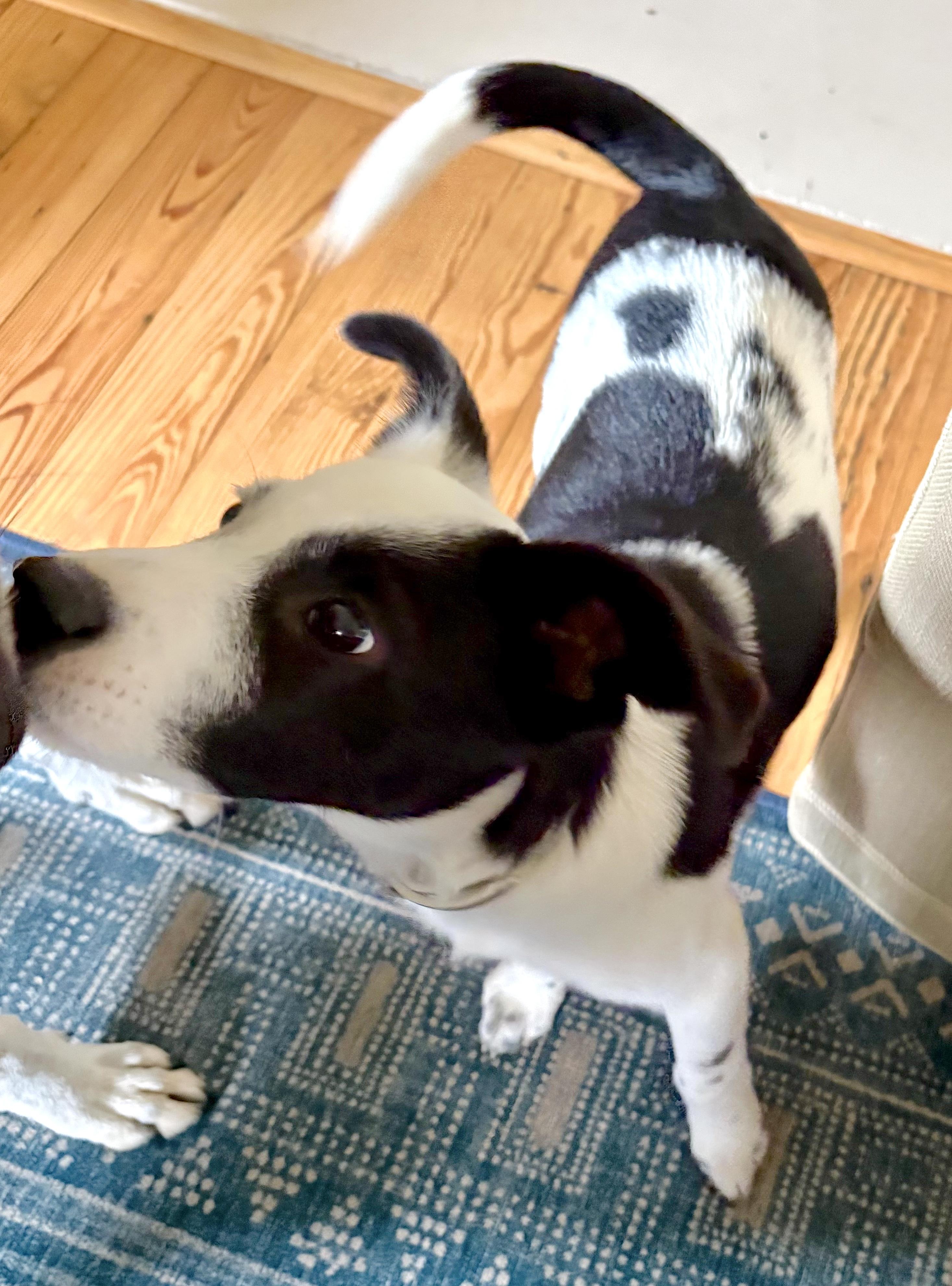 Enlarge Zig Zag, a Adoptable mixed breed in Mount Airy, NC image 2/5