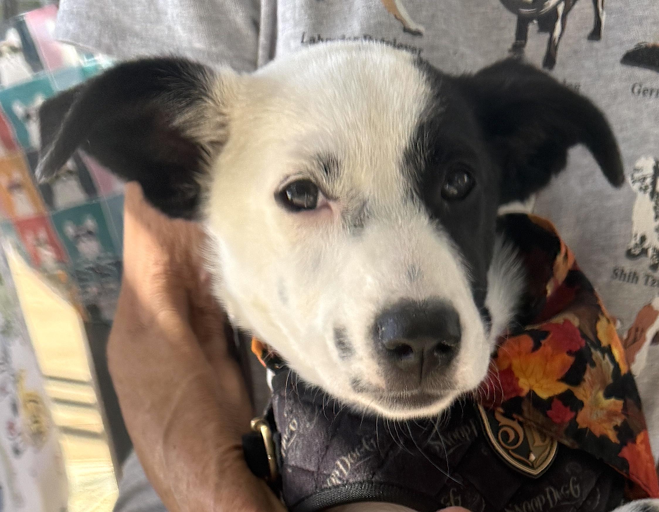 Enlarge Zig Zag, a Adoptable mixed breed in Mount Airy, NC image 5/5