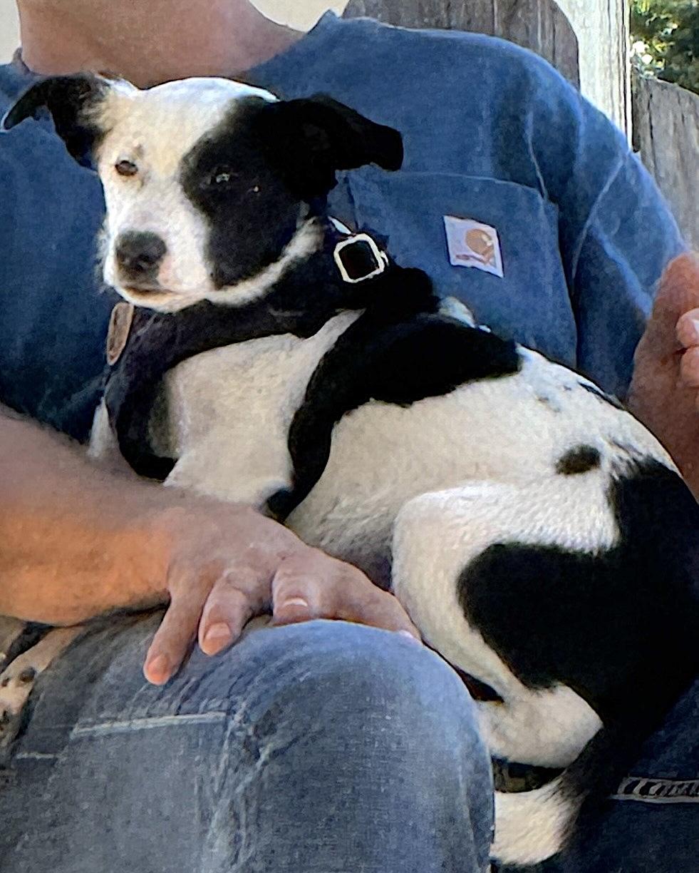 Enlarge Zig Zag, a Adoptable mixed breed in Mount Airy, NC image 4/5