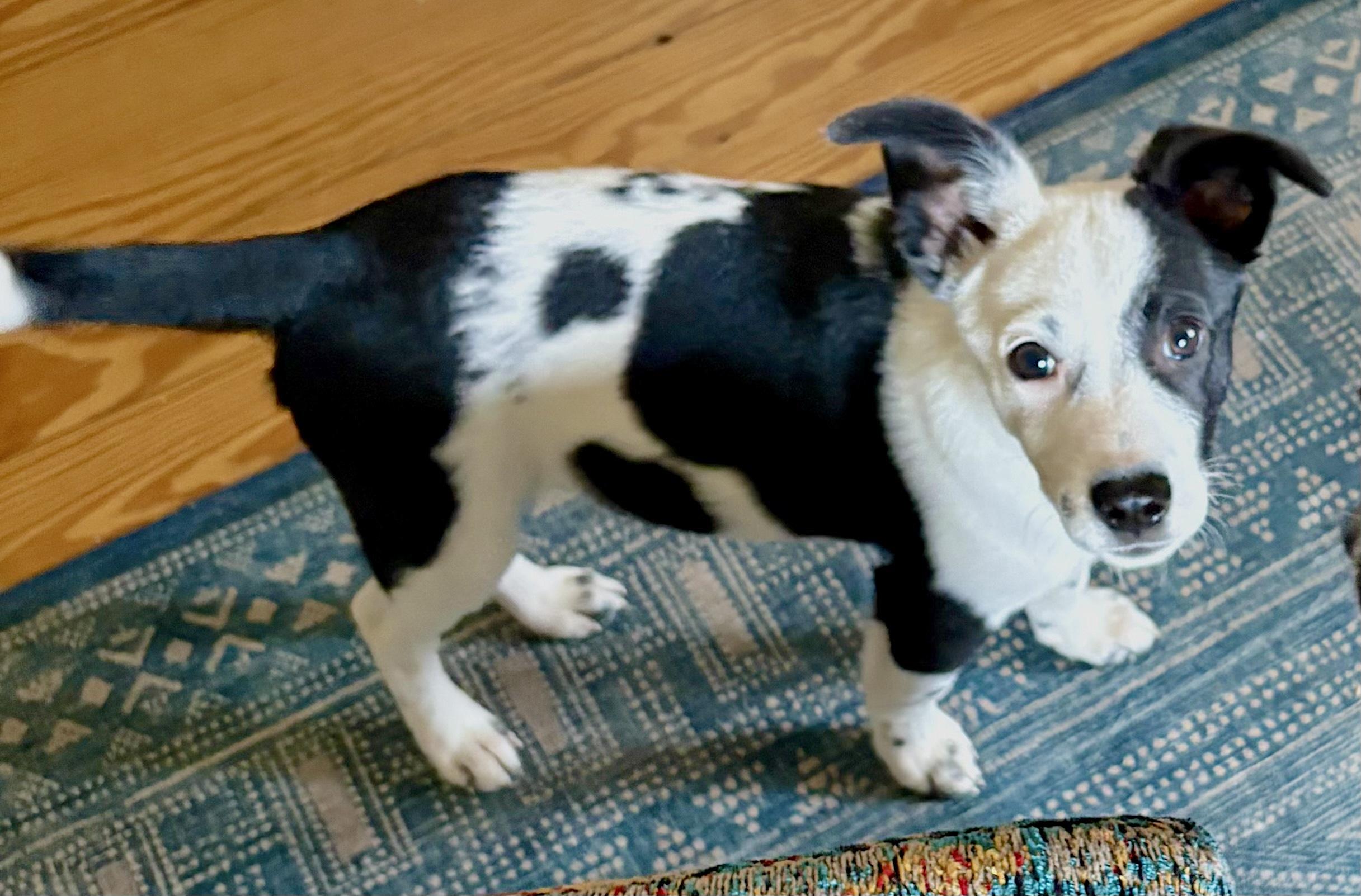 Zig Zag, Adoptable, Young Male Border Collie.