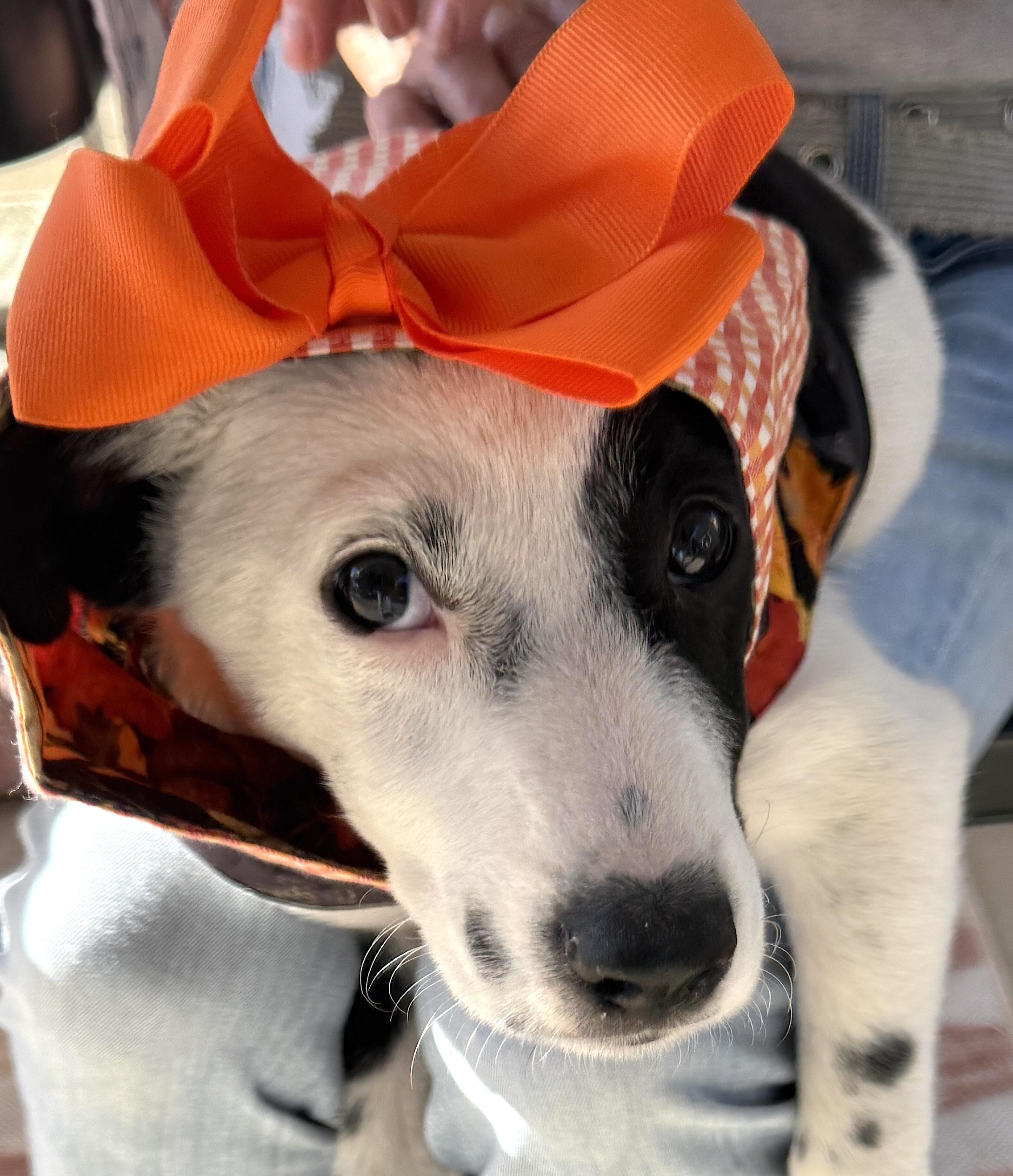 Enlarge Zig Zag, a Adoptable mixed breed in Mount Airy, NC image 3/5