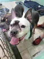Valkyrie, Adoptable, Adult Female American Staffordshire Terrier.
