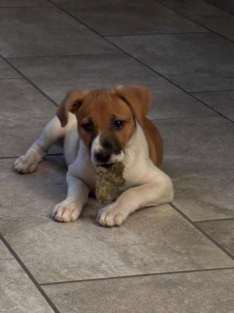 Enlarge Muneca, a Adoptable mixed breed in Phoenix, AZ image 1/5