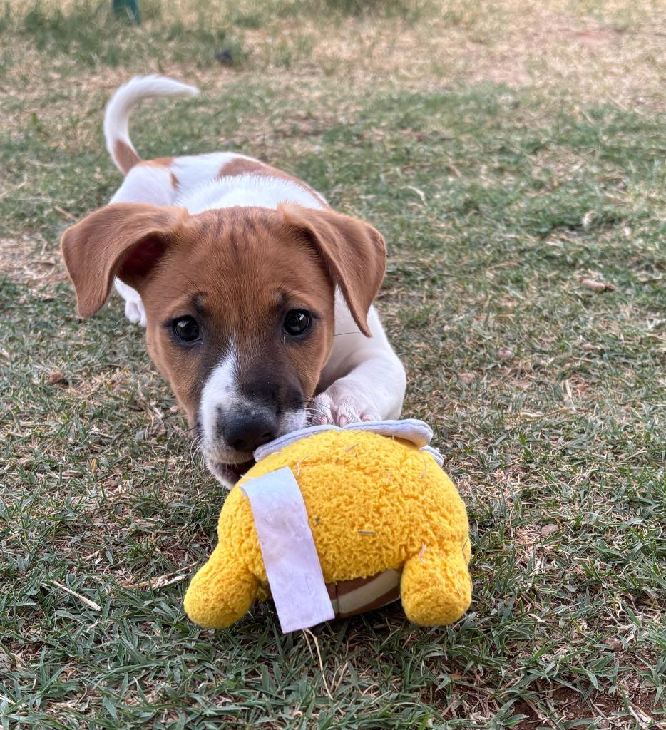 Enlarge Muneca, a Adoptable mixed breed in Phoenix, AZ image 2/5