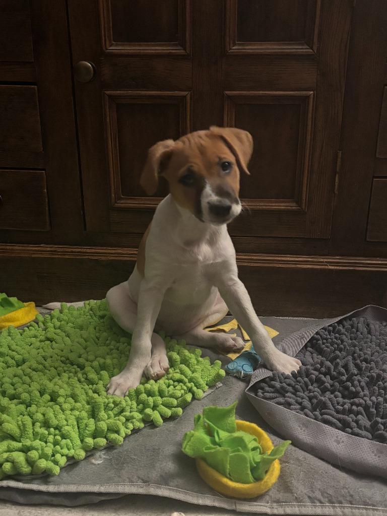 Enlarge Muneca, a Adoptable mixed breed in Phoenix, AZ image 3/5