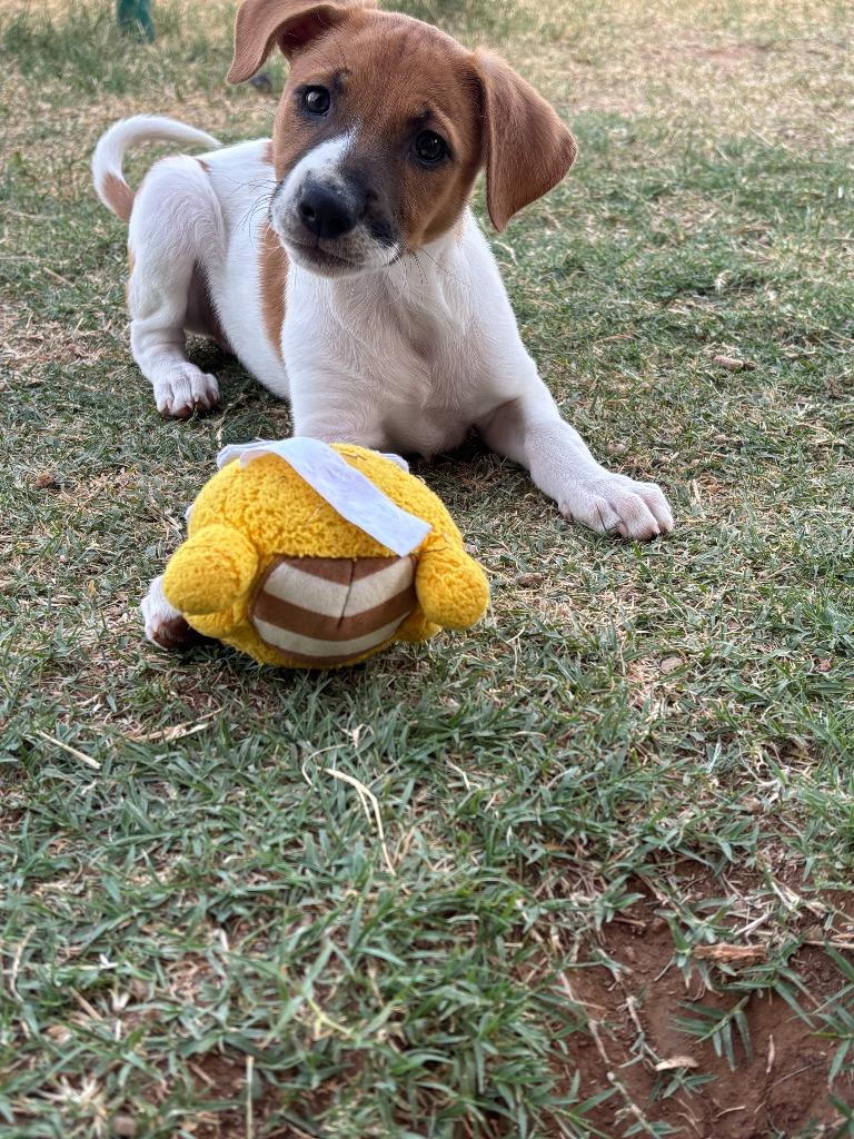 Enlarge Muneca, a Adoptable mixed breed in Phoenix, AZ image 4/5