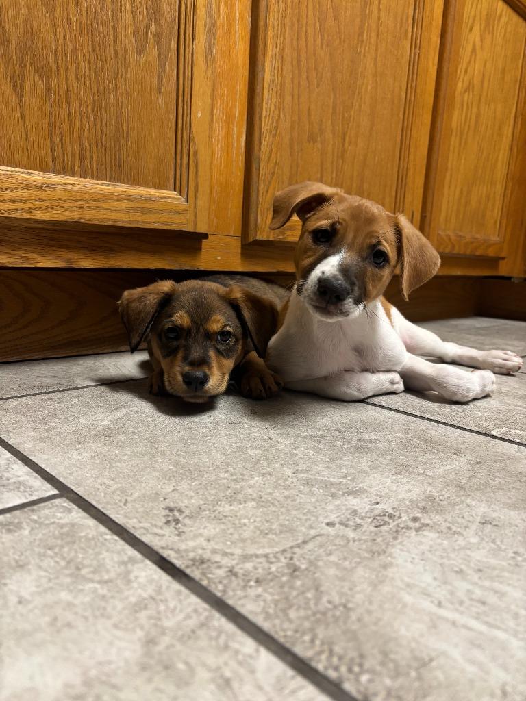 Enlarge Muneca, a Adoptable mixed breed in Phoenix, AZ image 5/5