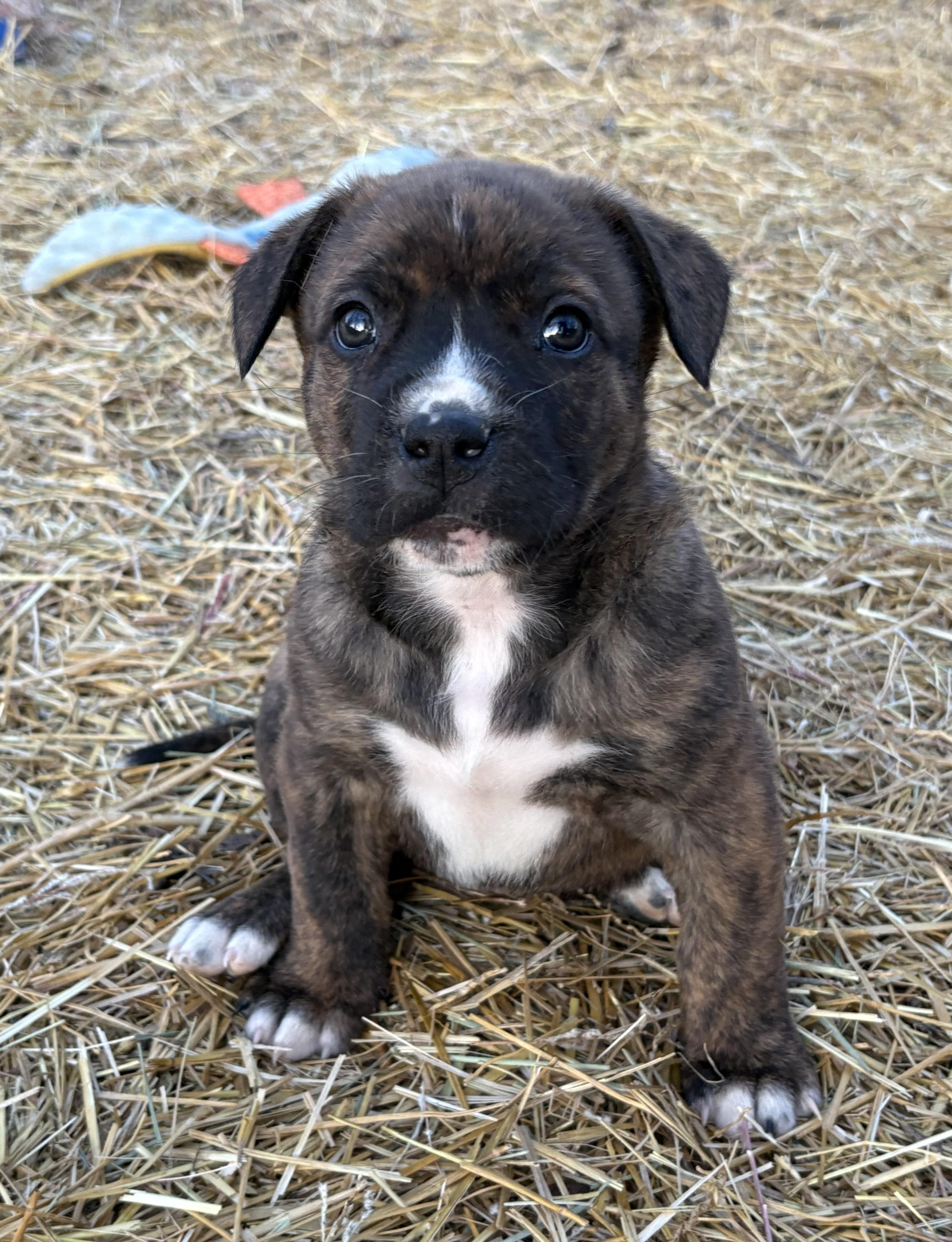 Enlarge Lily, an adopted mixed breed in Saskatoon, SK image 2/6