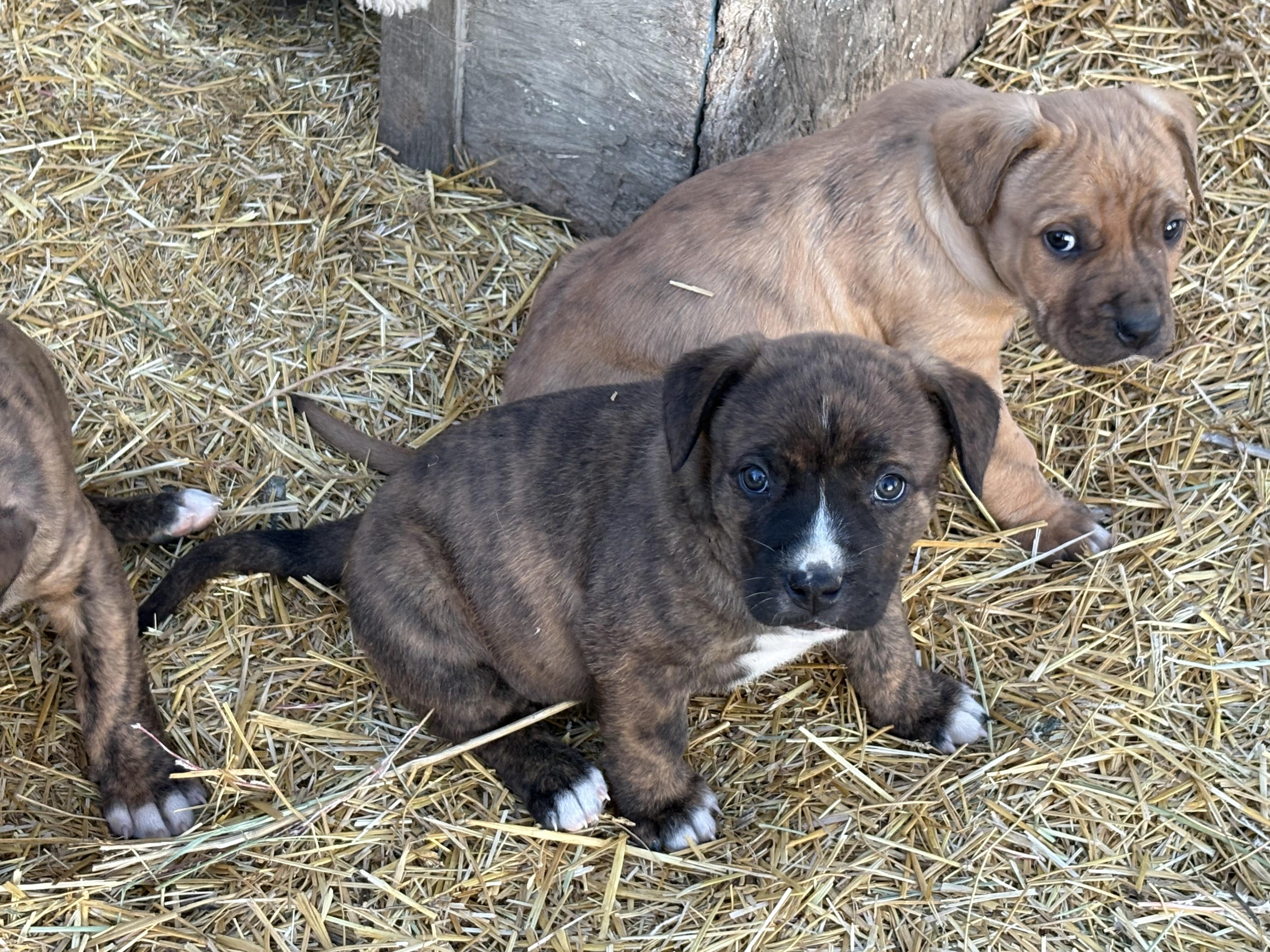 Enlarge Lily, an adopted mixed breed in Saskatoon, SK image 6/6