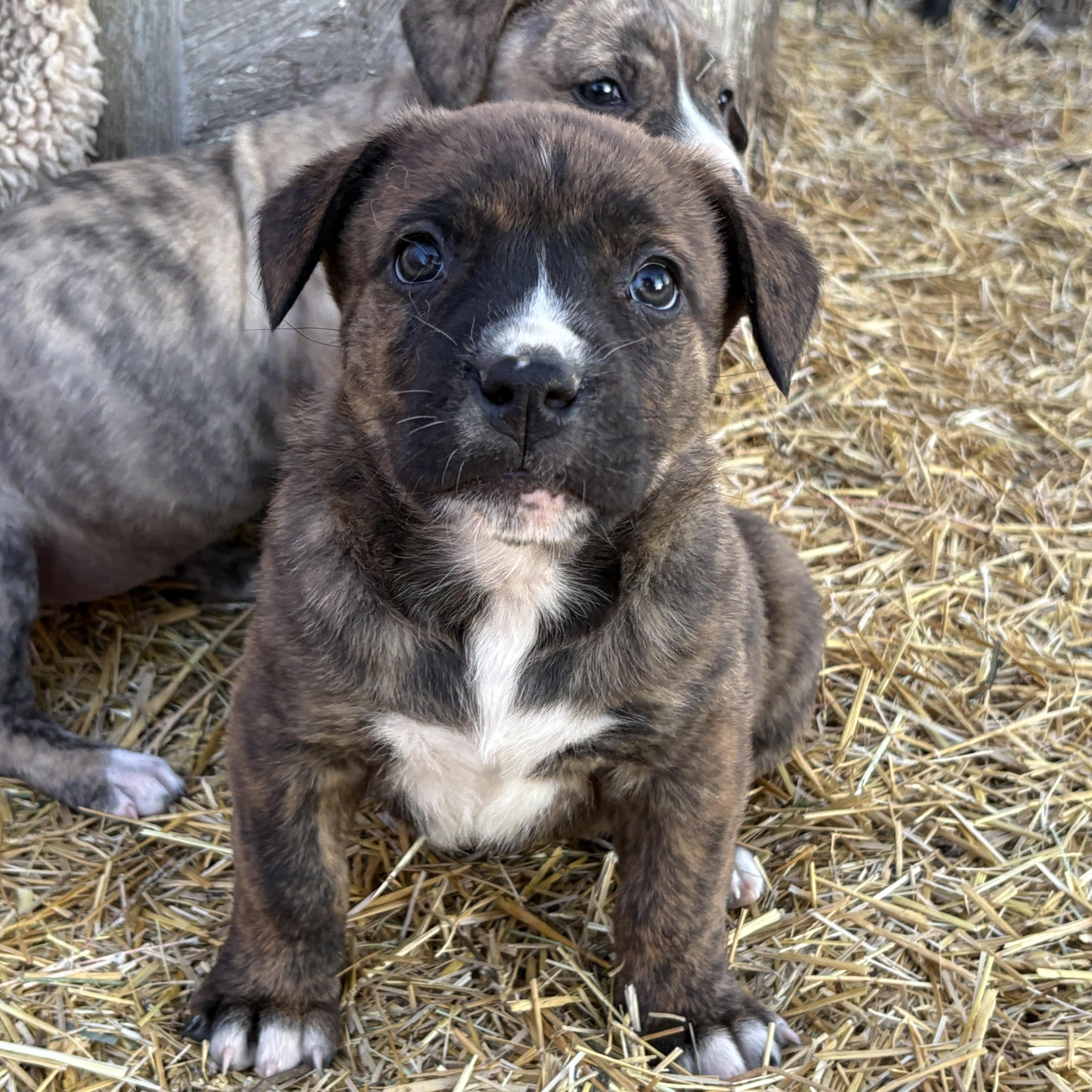 Enlarge Lily, an adopted mixed breed in Saskatoon, SK image 4/6
