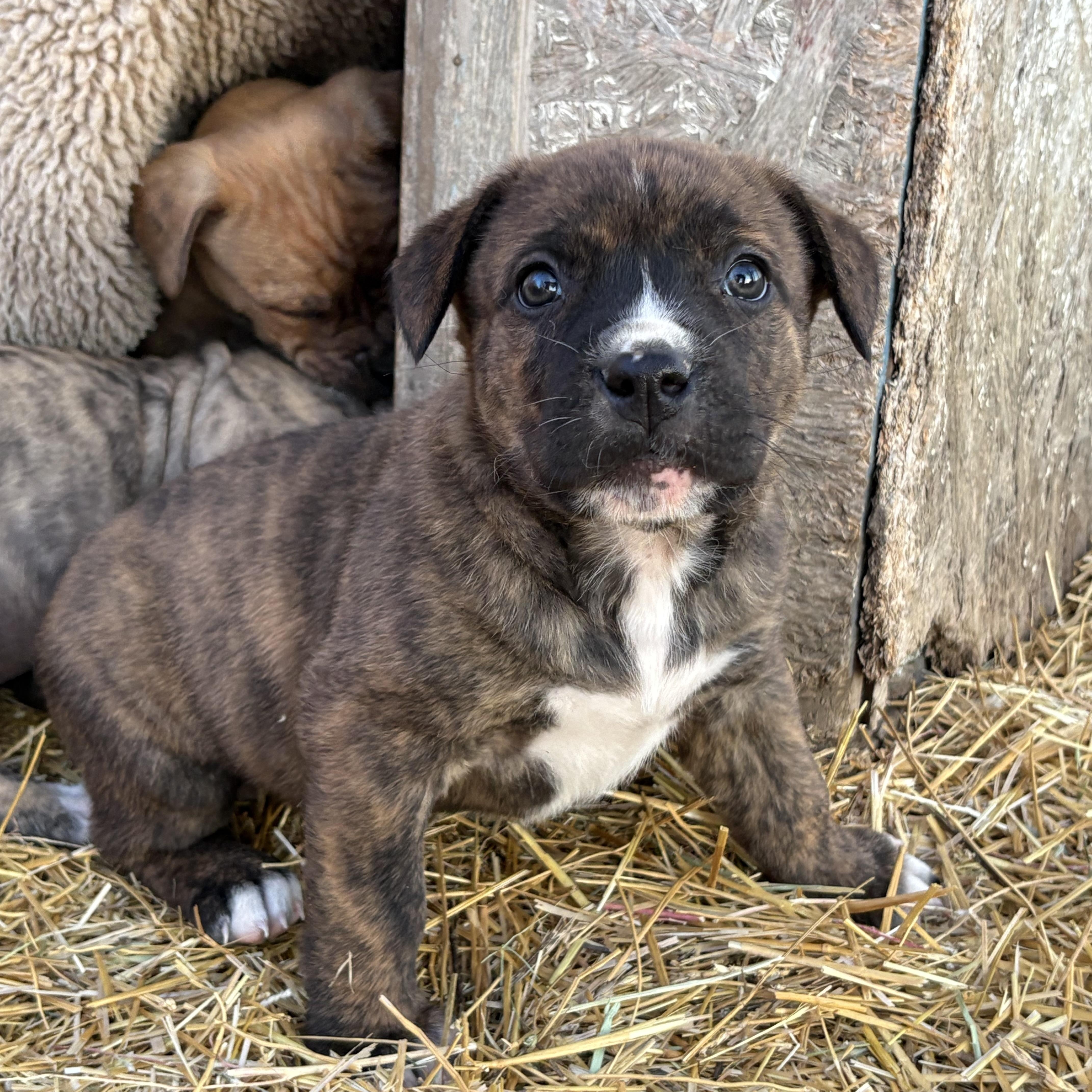 Enlarge Lily, an adopted mixed breed in Saskatoon, SK image 5/6