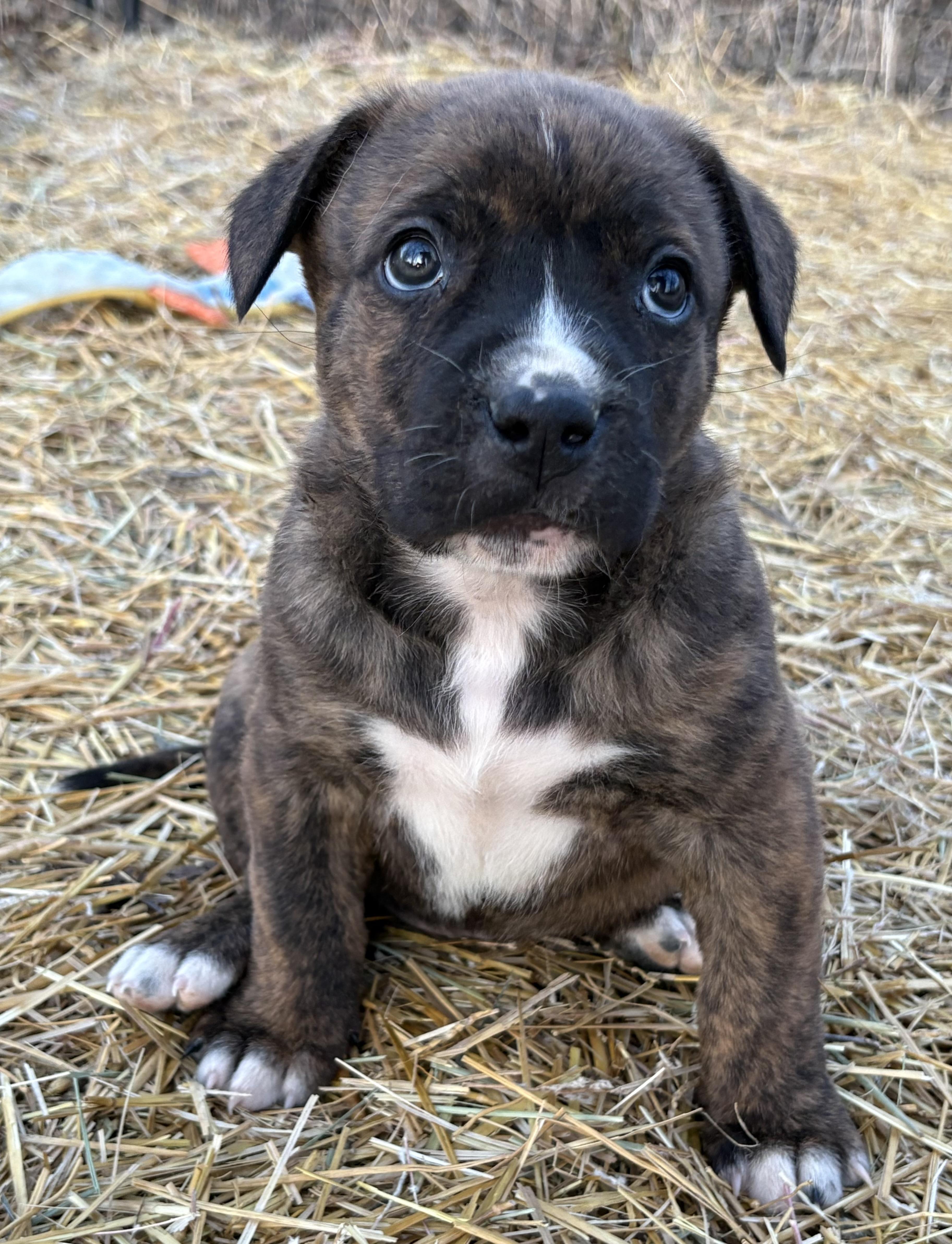 Lily, adopted, Puppy Female Mixed Breed.
