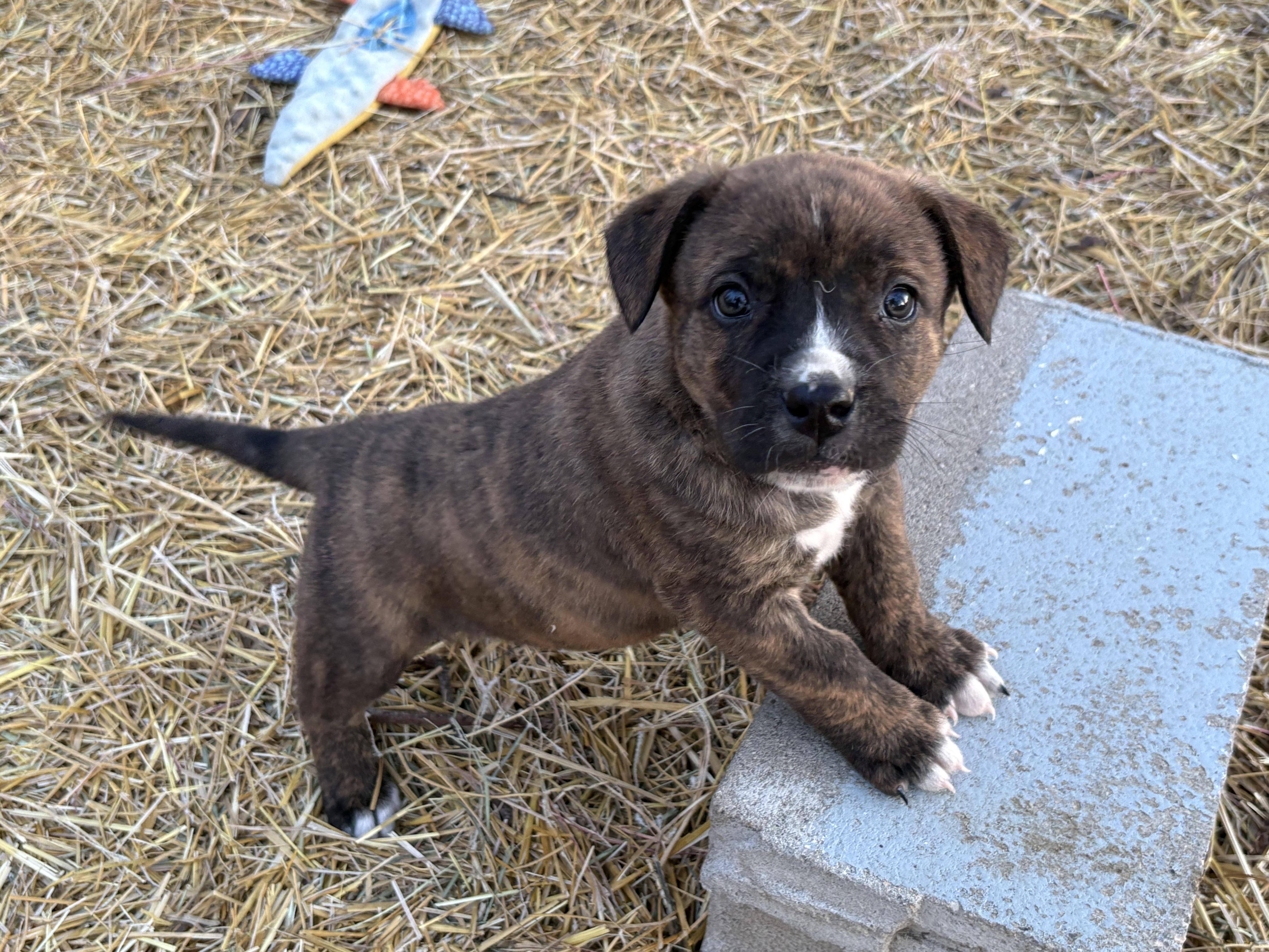 Enlarge Lily, an adopted mixed breed in Saskatoon, SK image 3/6
