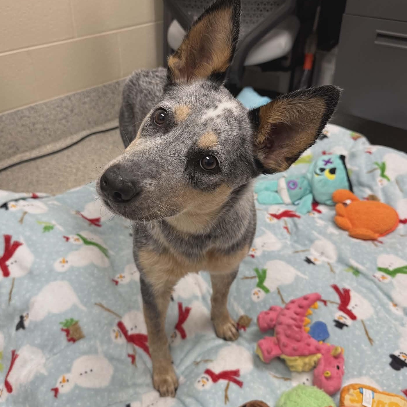 Enlarge Bluey, an adopted Australian Cattle Dog / Blue Heeler in Valparaiso, IN image 3/3