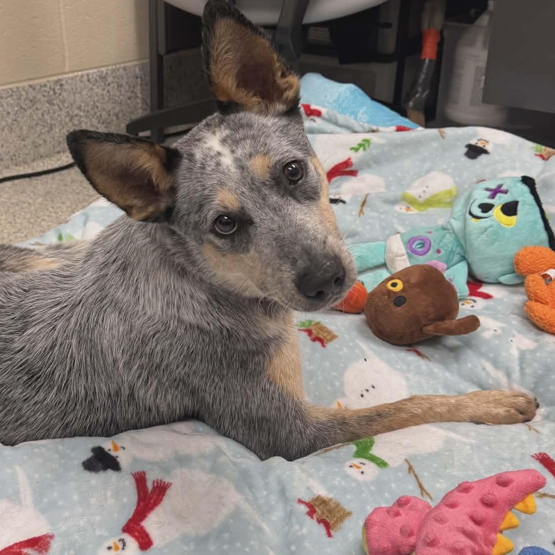 Enlarge Bluey, an adopted Australian Cattle Dog / Blue Heeler in Valparaiso, IN image 1/3